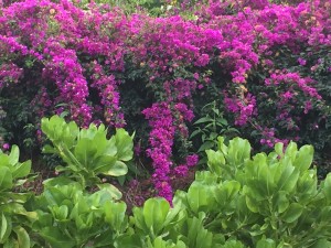 flowers for elders