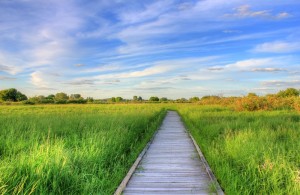 Nature Boardwalk 2